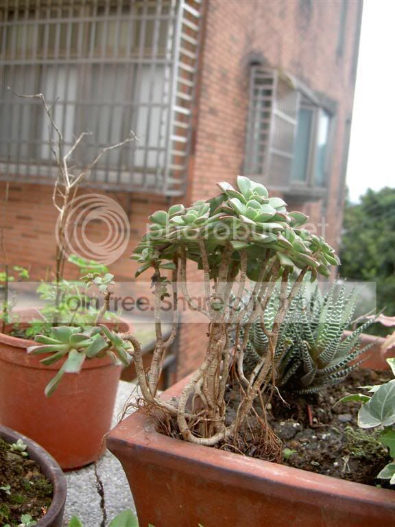 PICT5418Large.jpg