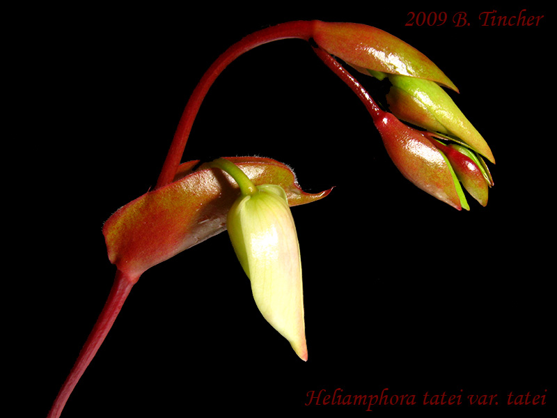 tateinflower.jpg