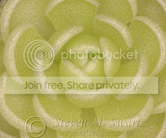 Close-up-CPs-028.jpg