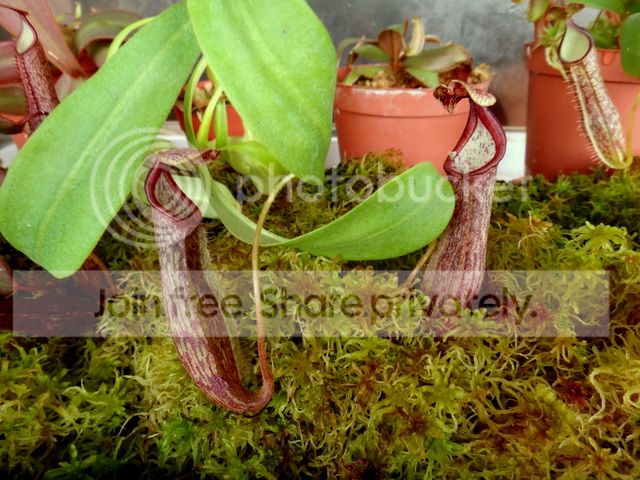 BE_miniature_maxima_plant_zpsf6d37e60.jpg