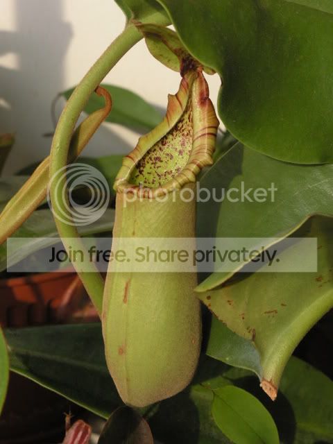 truncata_mt.jpg