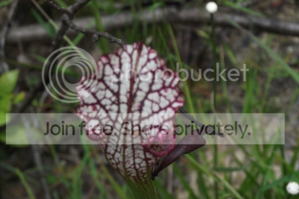 DSCF8656.jpg