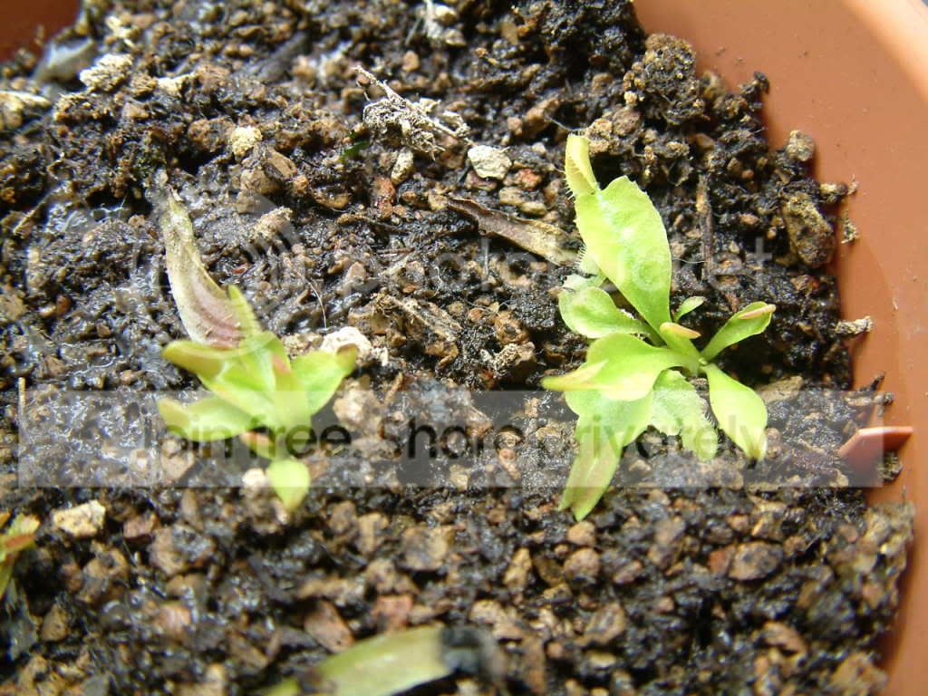 Plants015.jpg