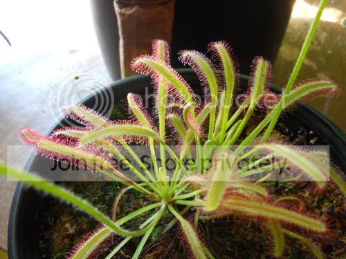 Dcapensis_3-24-11.jpg