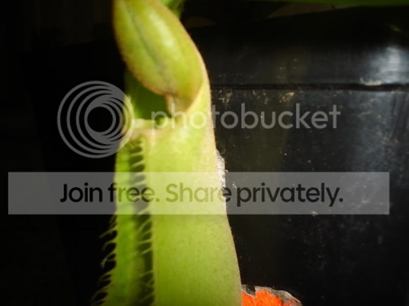Truncatadeformed002.jpg