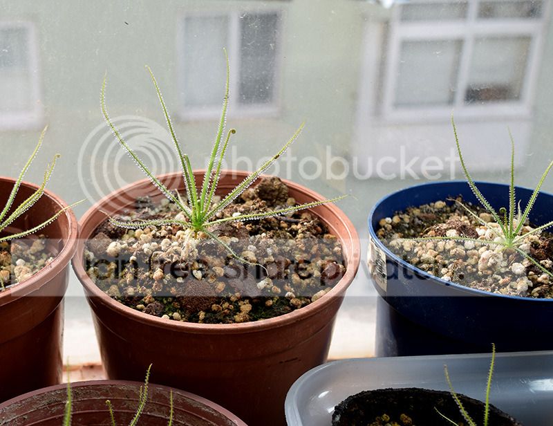 drosobut_zpsx50kdjjl.jpg