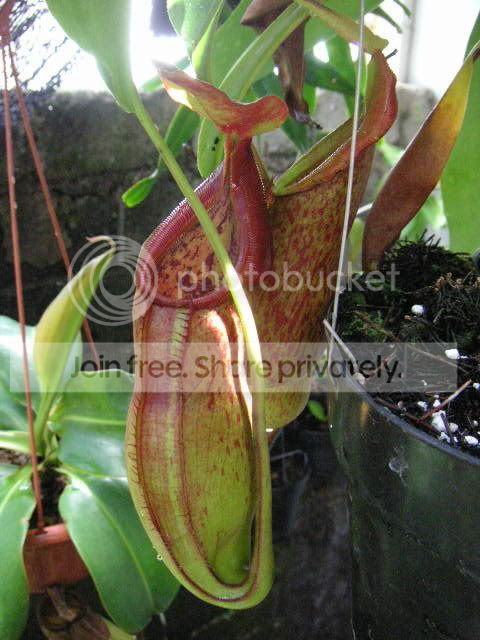 PICT1681.jpg