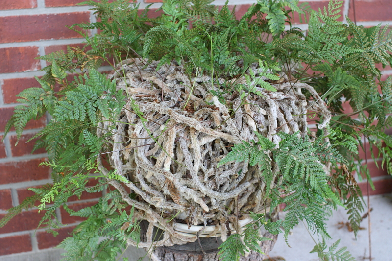 fern3.JPG