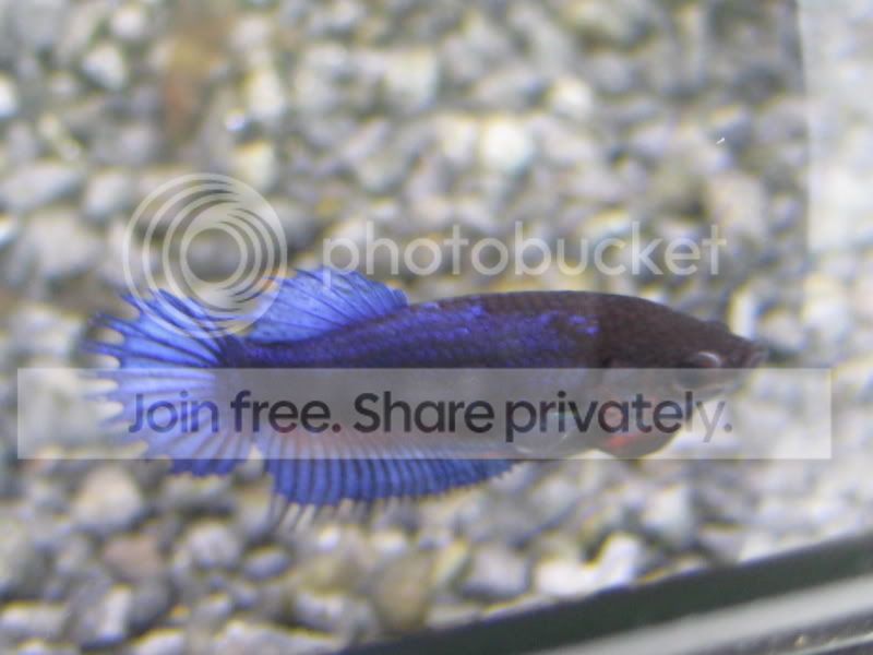 fish140.jpg