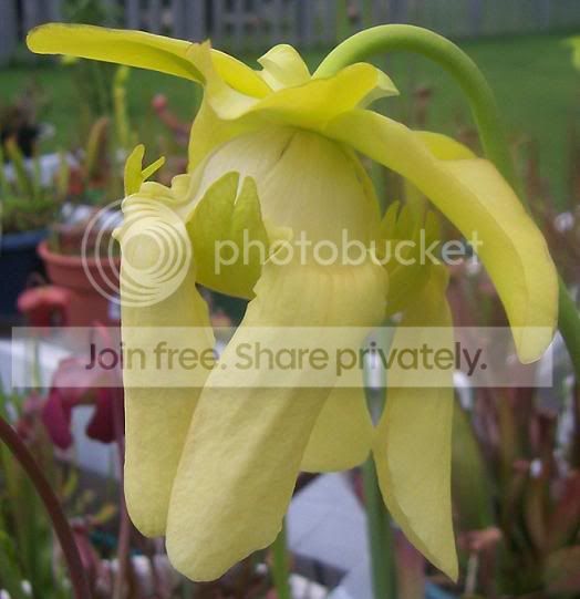 flavahybridflower.jpg