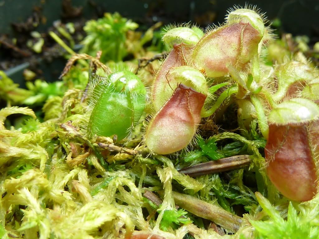 plants10032012014.jpg