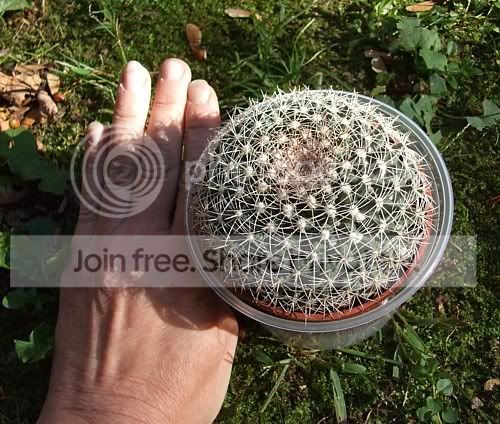 Newcactisandsucculents020.jpg
