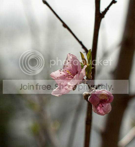 IMG_6518-2_zps2cb8d734.jpg