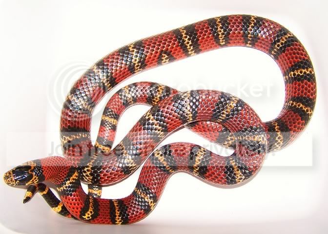 AndeanMilksnakeMale3.jpg