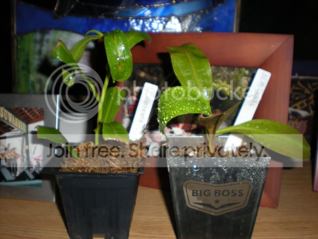 DSCN7208.jpg