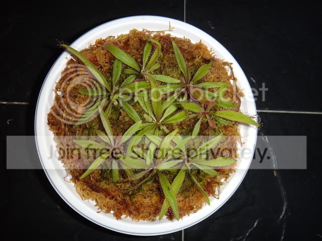 drosera_adelae_plantlets_undrained_bowl.jpg