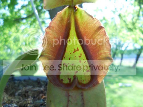 Ntruncata_5-23-11.jpg