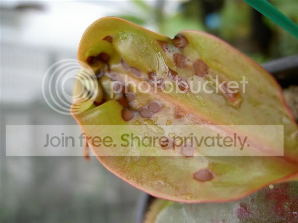blackspots2.jpg