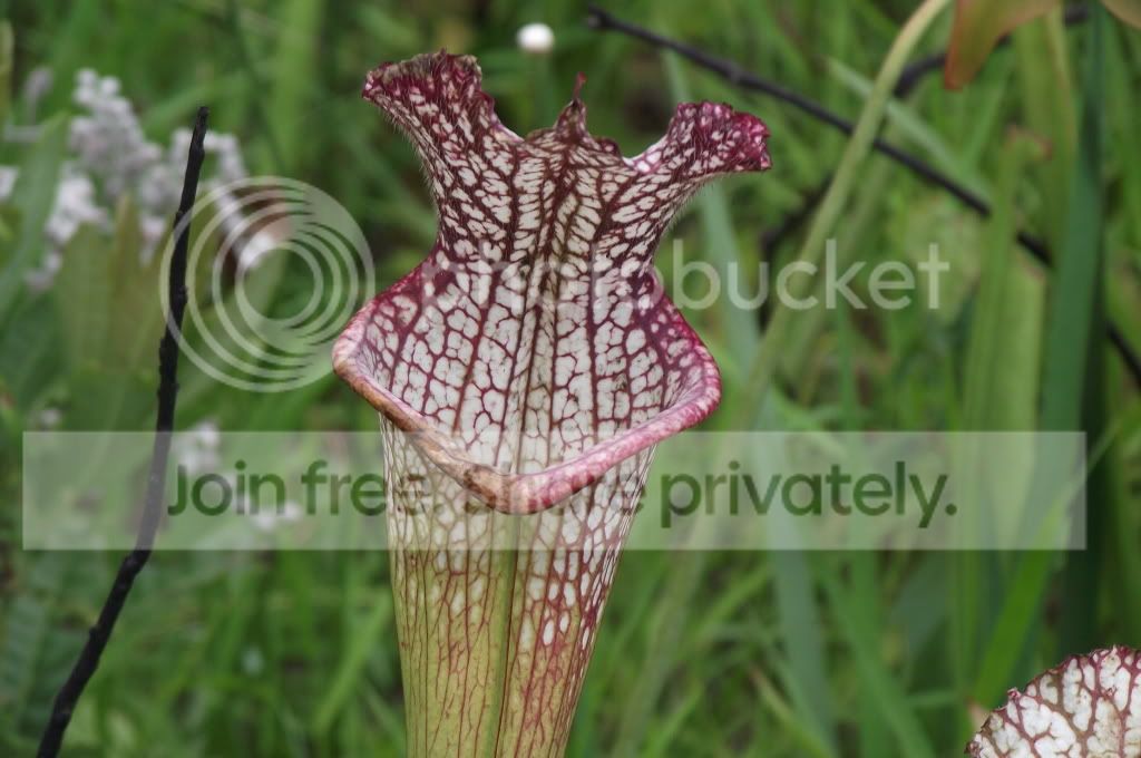 DSCF8782.jpg