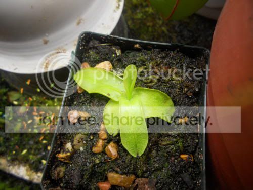 Pgrandiflora_6-15-11.jpg