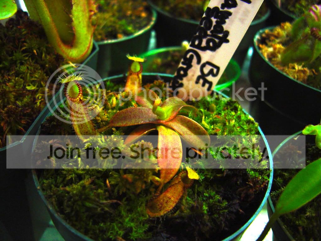 tentaculatamacrophyllahamata006.jpg