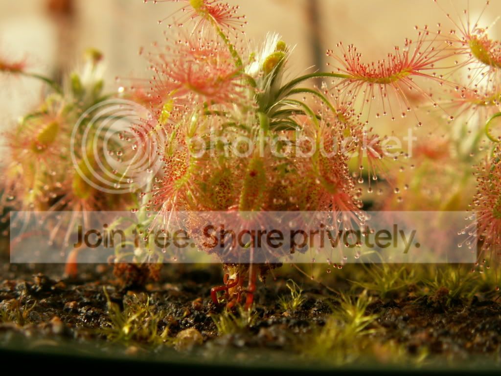 lasiantha7.jpg