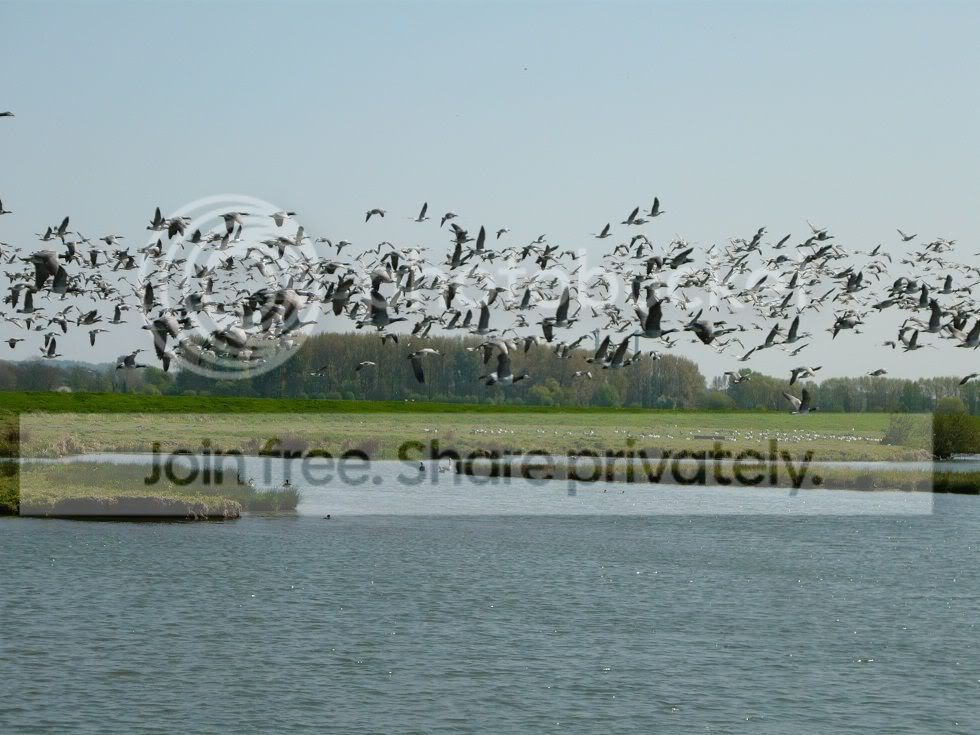 wild_geese.jpg
