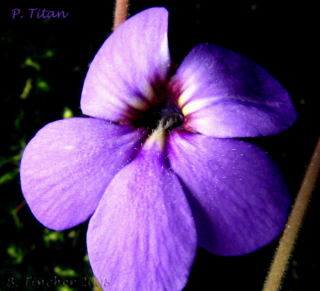 titan_flower.jpg
