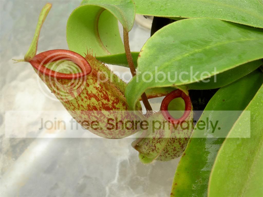 Nepenthestobaicaxampullaria060616_2.jpg