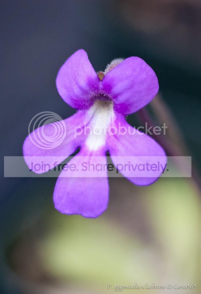 DSC_4609_zpsdfceb3e0.jpg