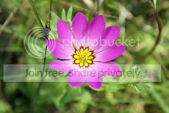 flowerpink.jpg