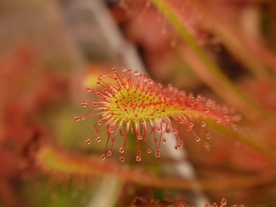 nidiformis_by_gemstatecarnivore-d5amsiv.jpg