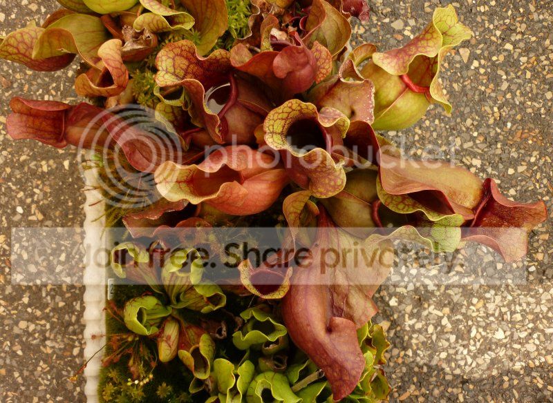 Purp23Bplant082712RS.jpg