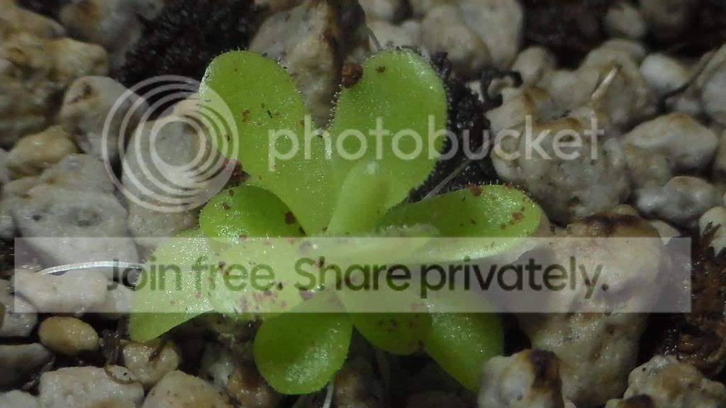 SAM_2479_zps69676a71.jpg