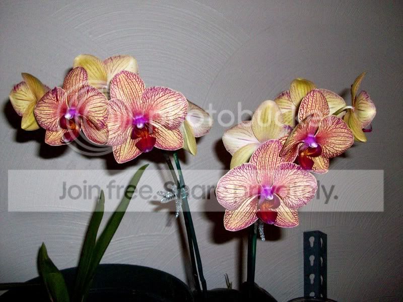 orchid.jpg