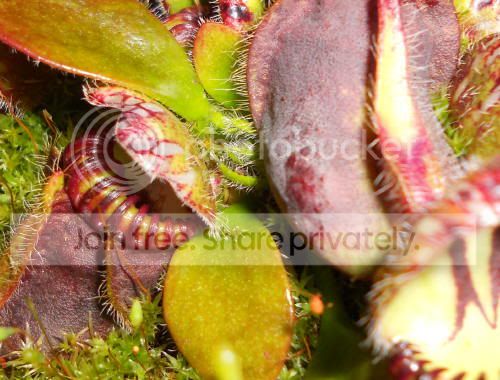 cephalotus_4-26-11.jpg