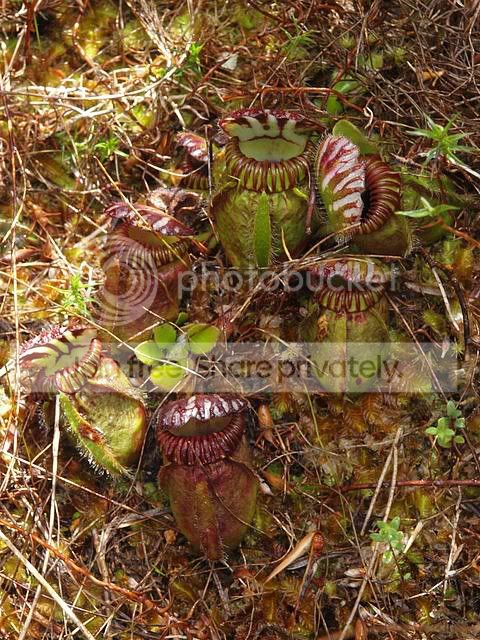 site4_green_red_teeth.jpg