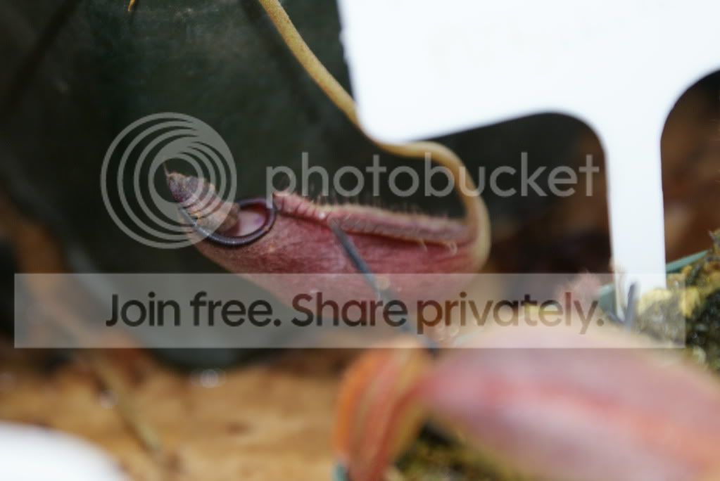 nepenthes019.jpg
