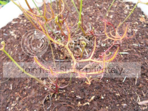 Dmultifida_5-29-11.jpg
