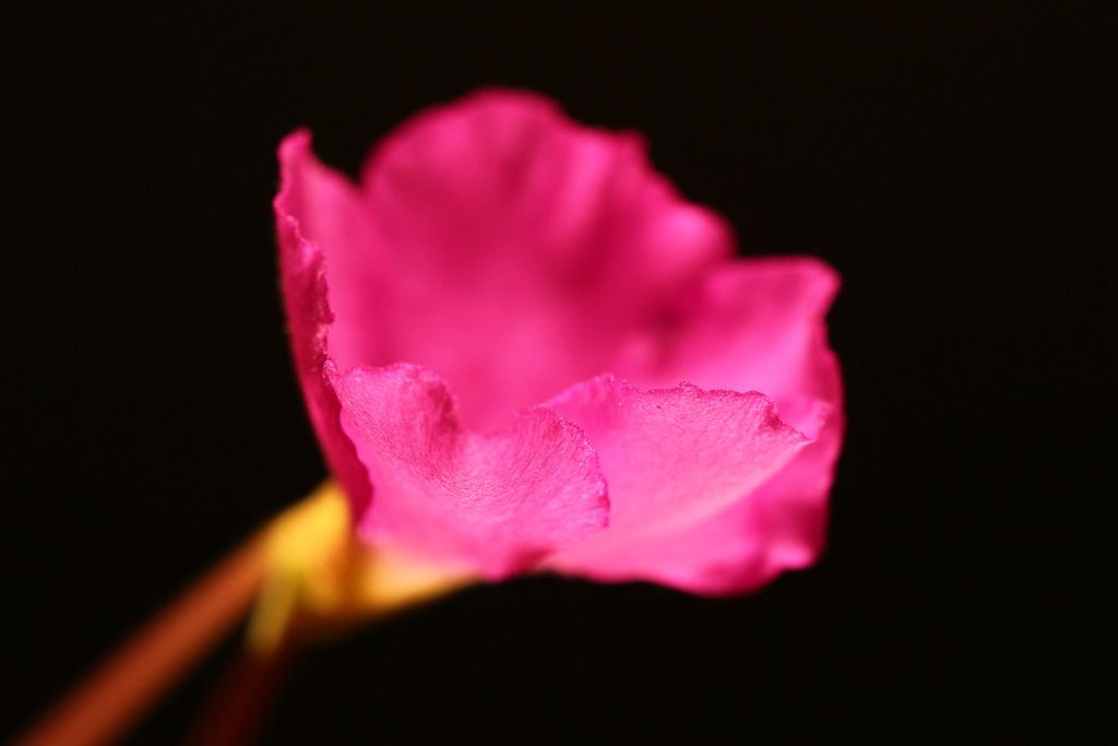 IMG_6358_zps73eytc82.jpg