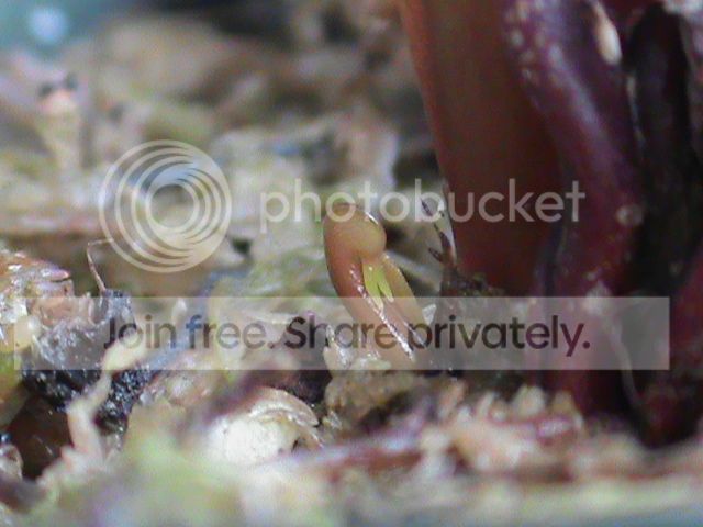DSC00647_zps23f51d72.jpg
