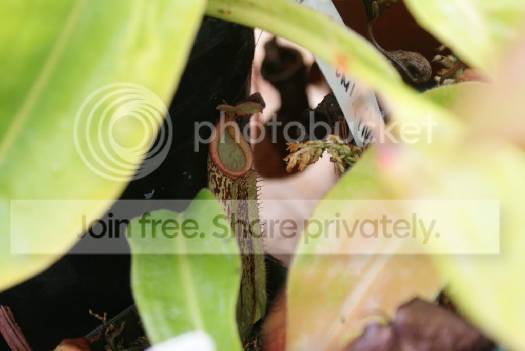 pitcherplants017.jpg