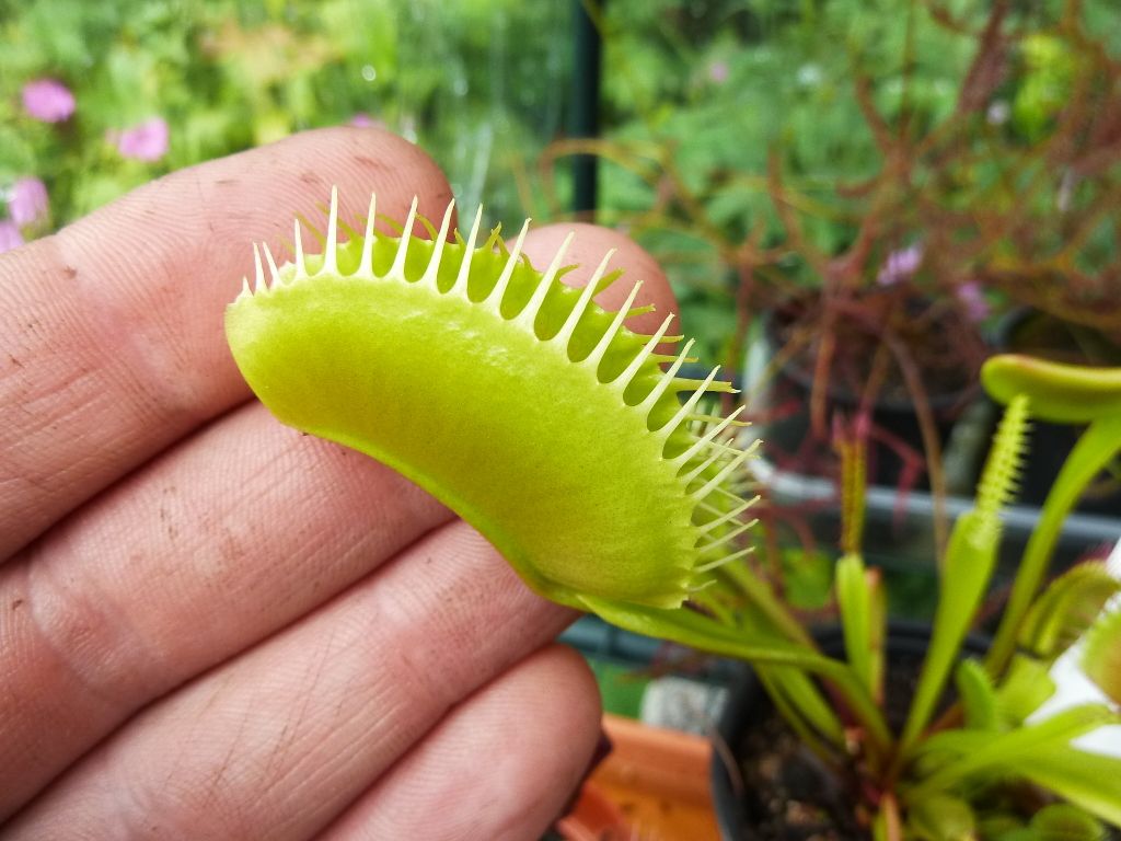 Copyofplants10032012041.jpg