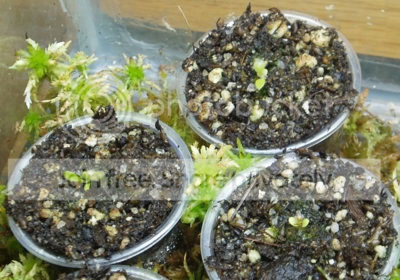 Cephseedlings030809RS.jpg