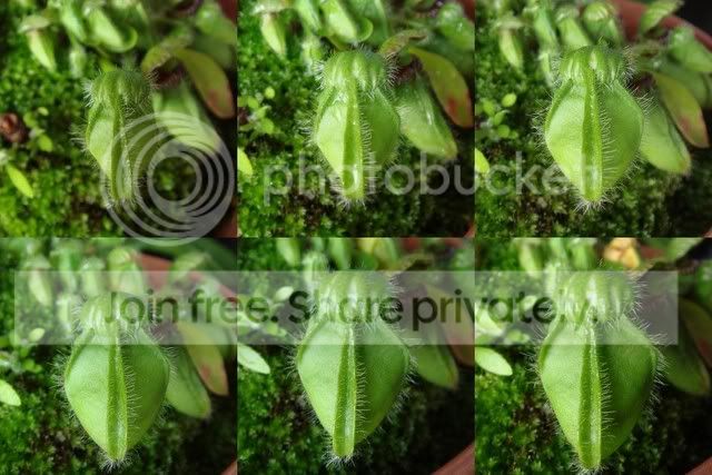 ceph_collage1.jpg