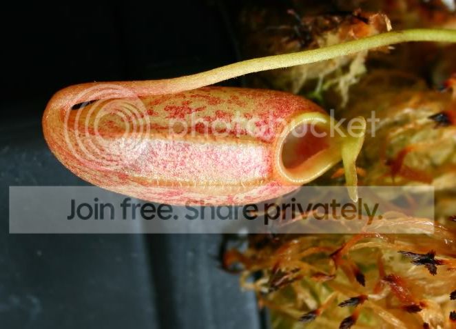 aristoxxventxtalang0073.jpg