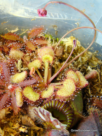 summer_Drosera_prolifera_flowering_post.JPG