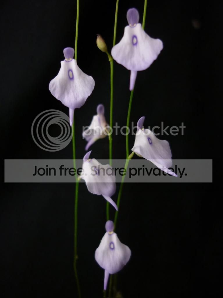 Upubescensflowers020513RS.jpg