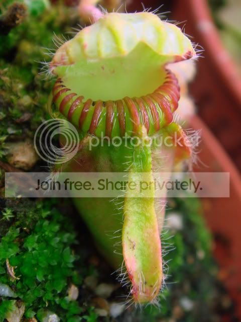 scceph_05031.jpg