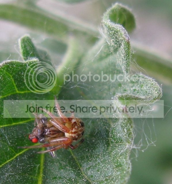IMG_3088-spider-with-fruit-fly.jpg
